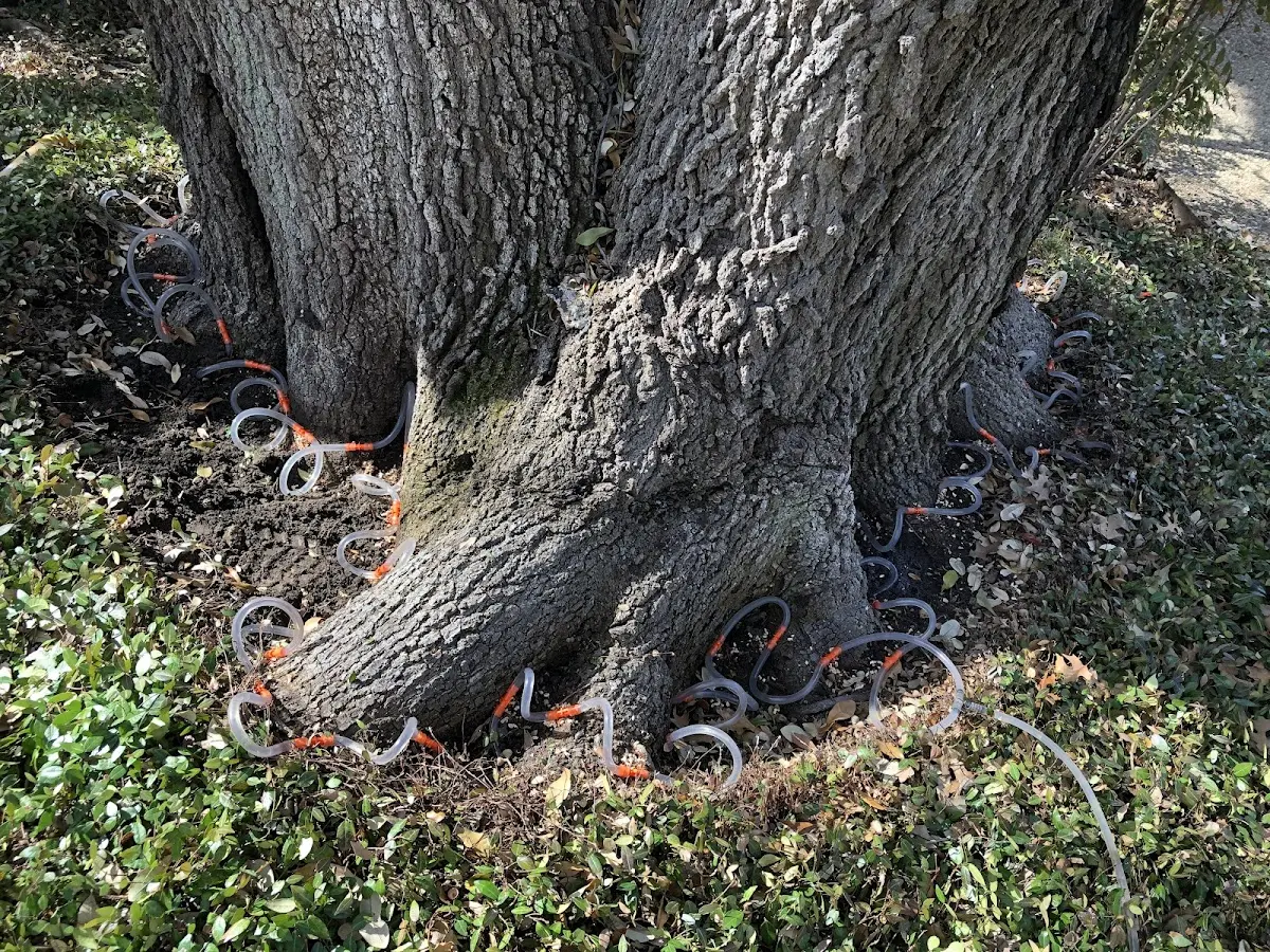 Detailed Tree Cabling and Bracing job site in Kenly