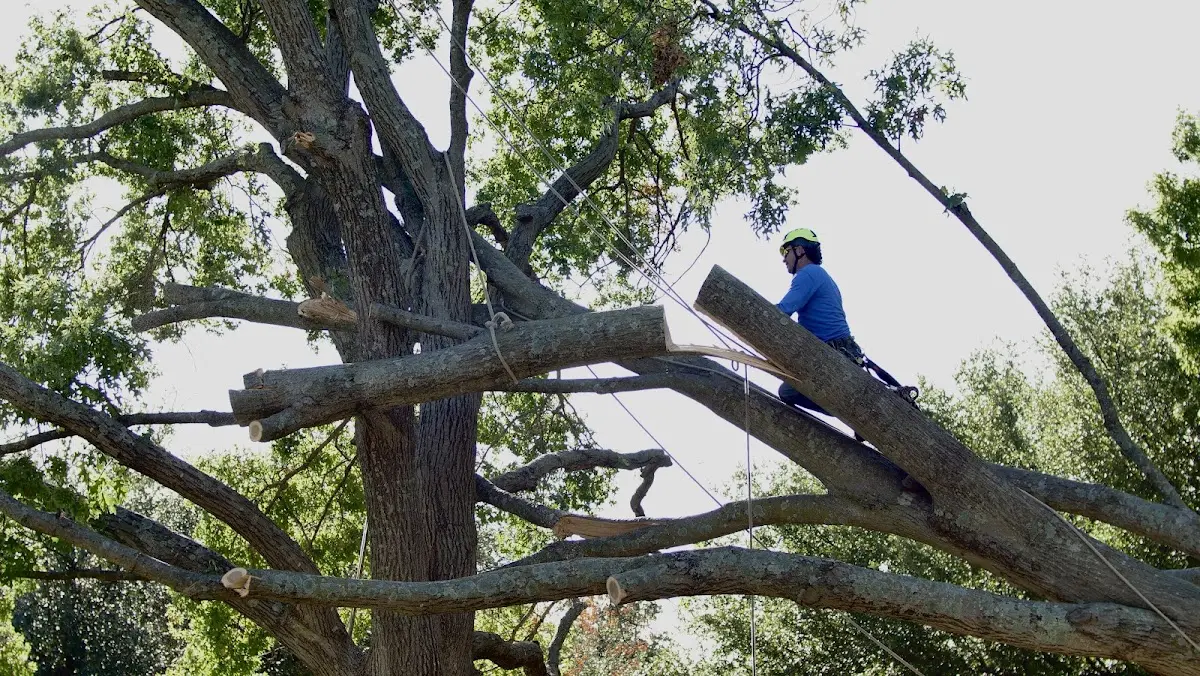 Professional Hazardous Tree Removal performed by certified arborists in Kenly